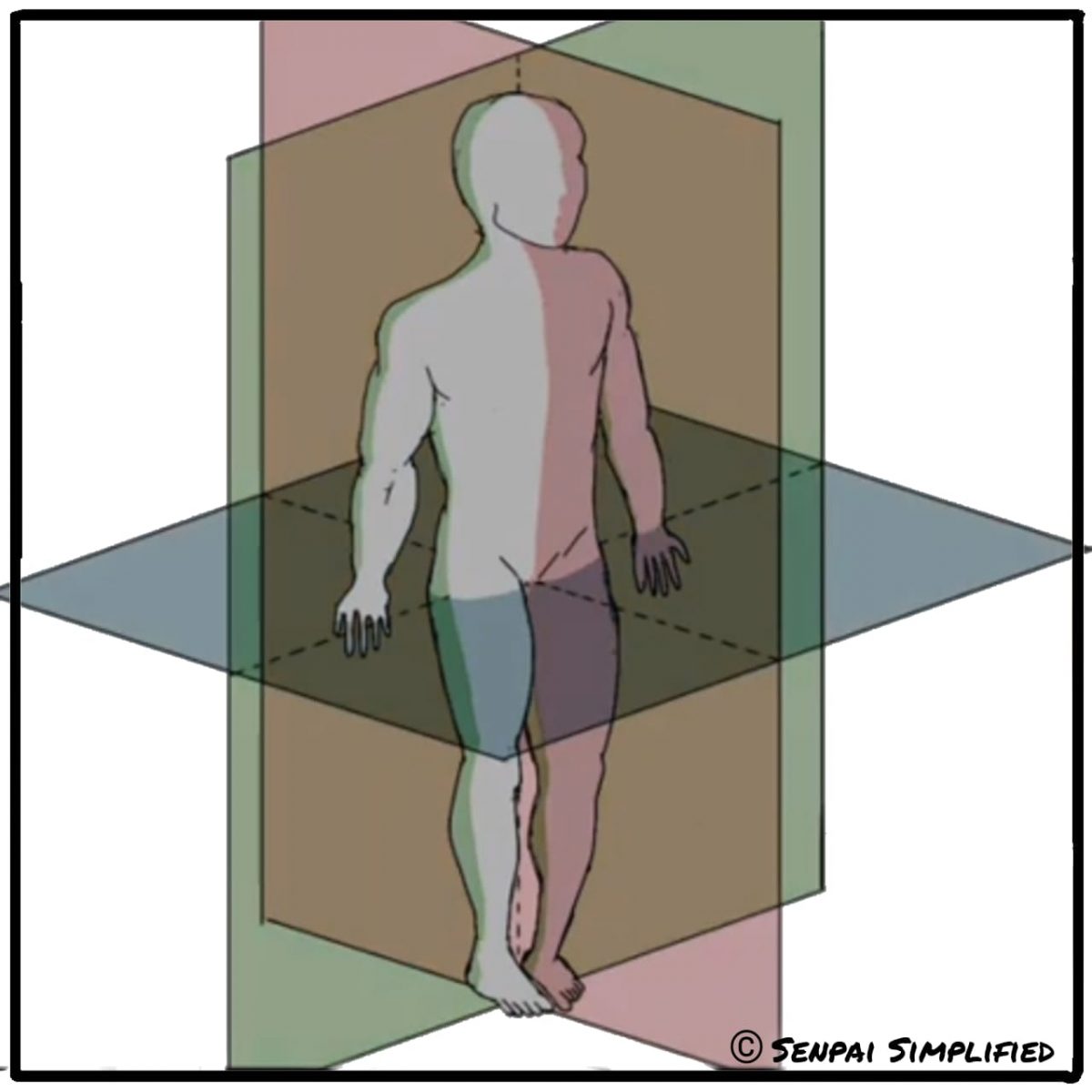 Anatomical Terminology