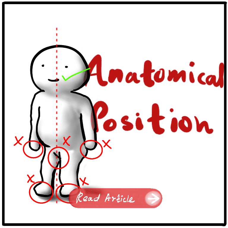 Anatomical position. Read Full Article