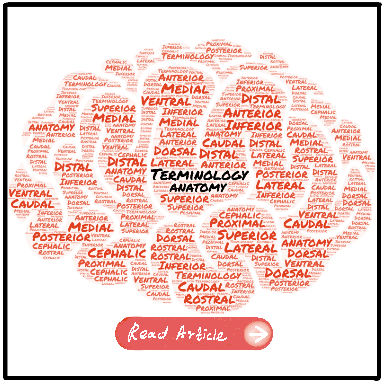 Anatomy Terminology