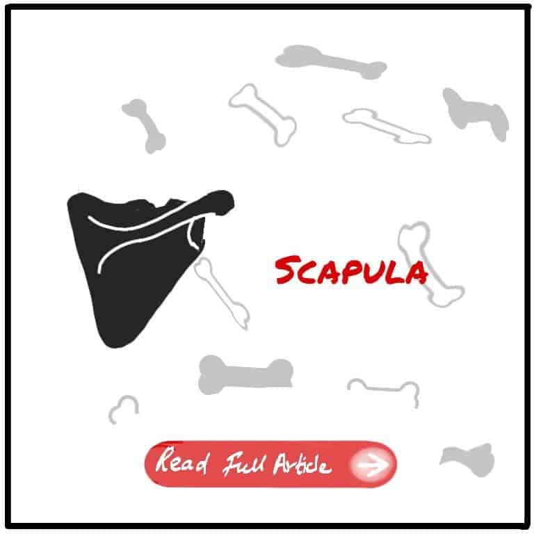 Scapula Featured Image