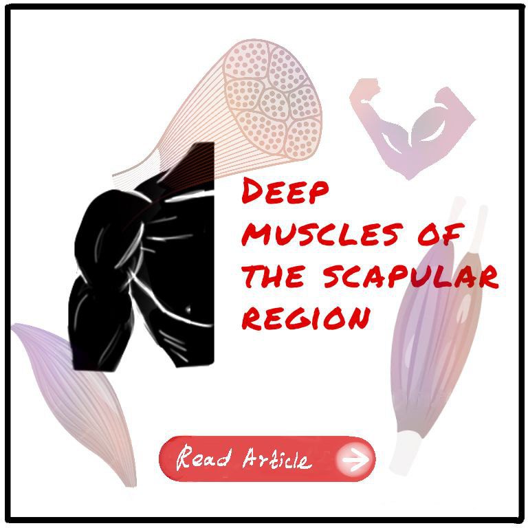 Deep muscles of the scapular region featured image