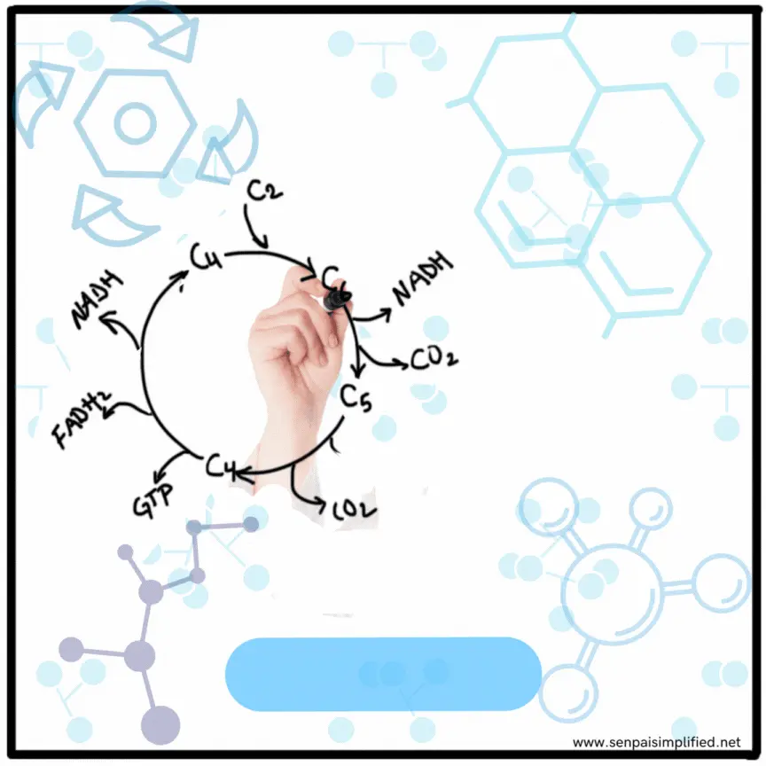 Kreb's cycle