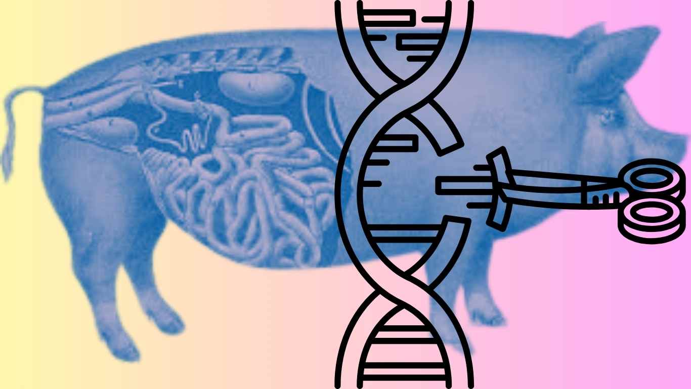 genetically modified pig kidney transplant
