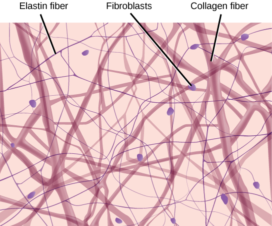 Types of fibres in connective tissue